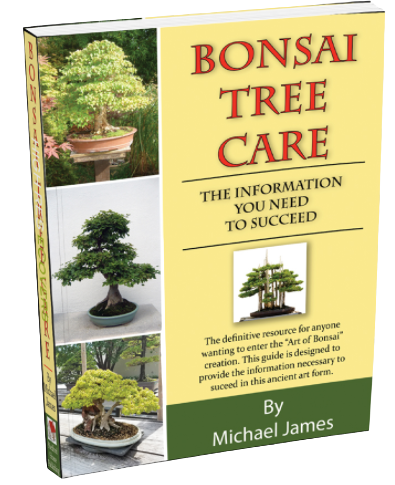 How To Care Bonsai Tree