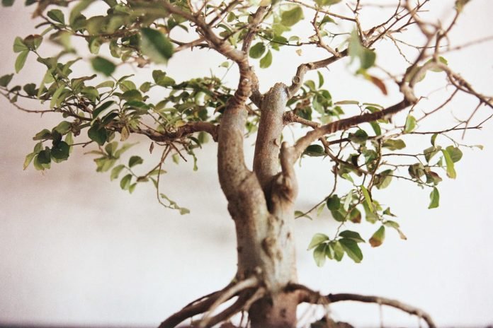 Lessons in how to care for a bonsai tree